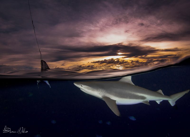 Baiting Blacktips.. fishing for photos. by Steven Miller 