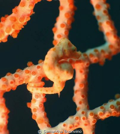 Pregnant denis pygmy seahorse...and utter elegance by Samantha Buonvino 
