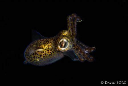 Sepiola atlantica by David Borg 