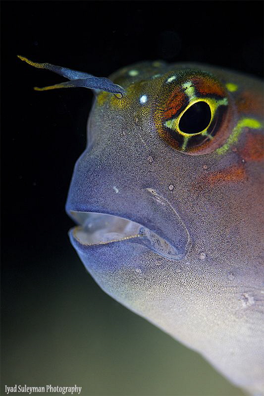 Blenny Portrait by Iyad Suleyman 