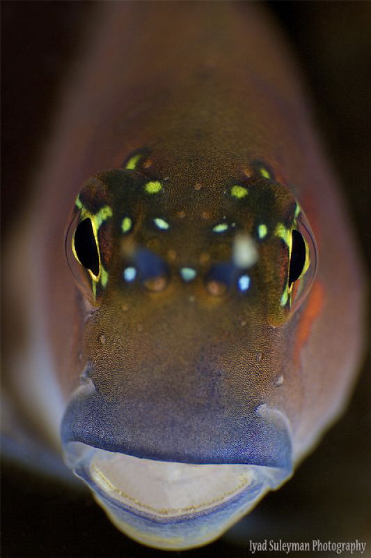 Blenny Portrait by Iyad Suleyman 