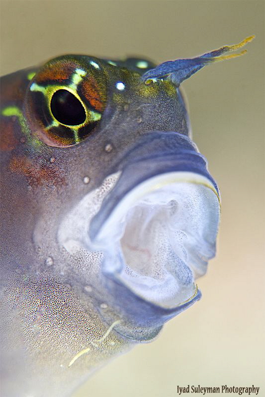 Blenny Portrait by Iyad Suleyman 