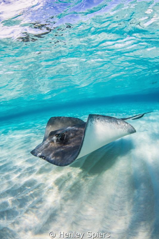 This ray is worth $1.75 million. by Henley Spiers 