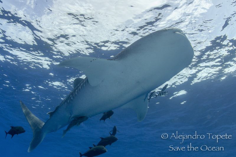 Whale shark going up, San Benedicto México by Alejandro Topete 