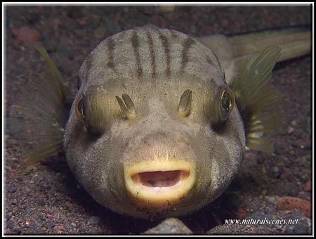 As I got closer and closer to this cute little pufferfish... by Erika Antoniazzo 