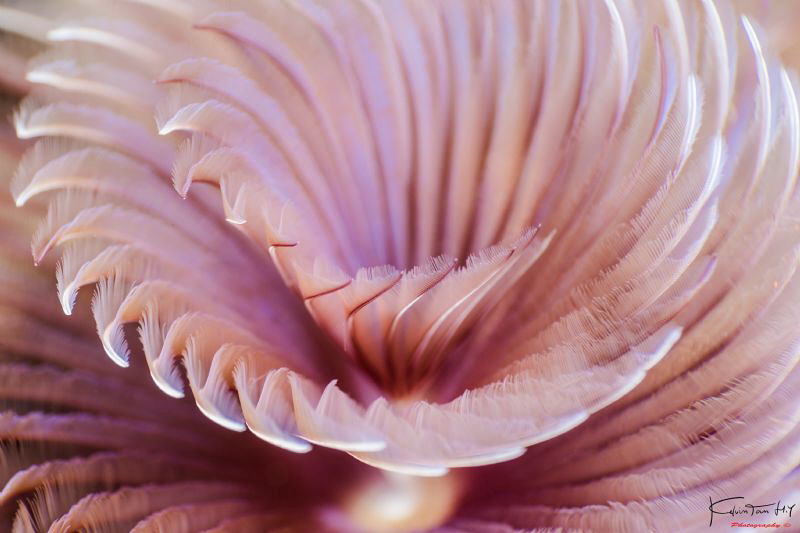 Creative macro/ abstract by Kelvin H.y. Tan 
