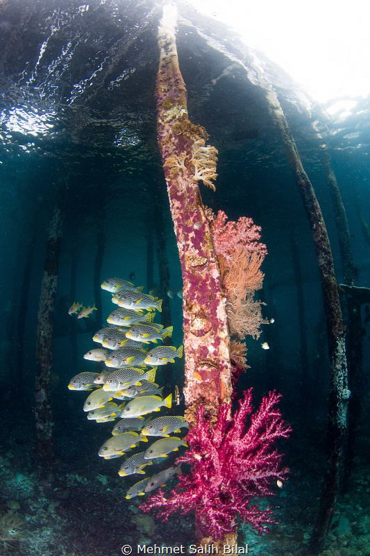 Sweetlips under Savandorek pier. by Mehmet Salih Bilal 