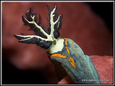 Nudibranch tail, I love the colors of this picture. I was... by Yves Antoniazzo 