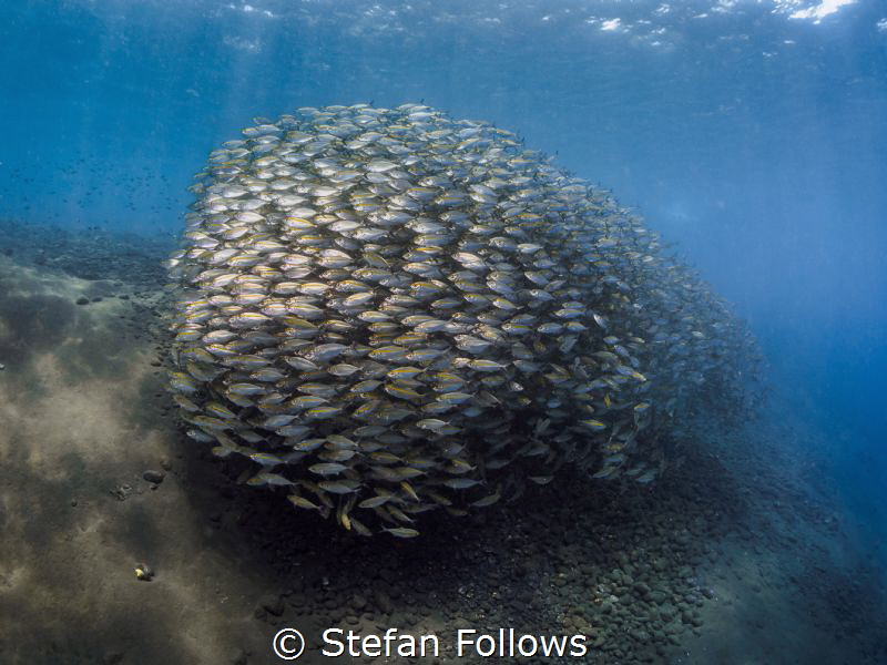 Waft

Oxeye Scad - Selar boops

Tulamben Wall, Bali by Stefan Follows 