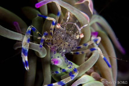 Periclimenes dans son anémone. by David Borg 
