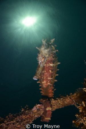 Thorny Sea Horse in Dauin, Negros Oriental, Philippines. by Troy Mayne 