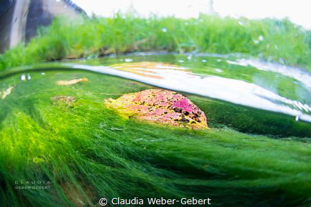 Persbach - freshwater, river photography by Claudia Weber-Gebert 