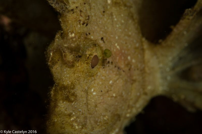 Leaf scorpion fish by Kyle Castelyn 