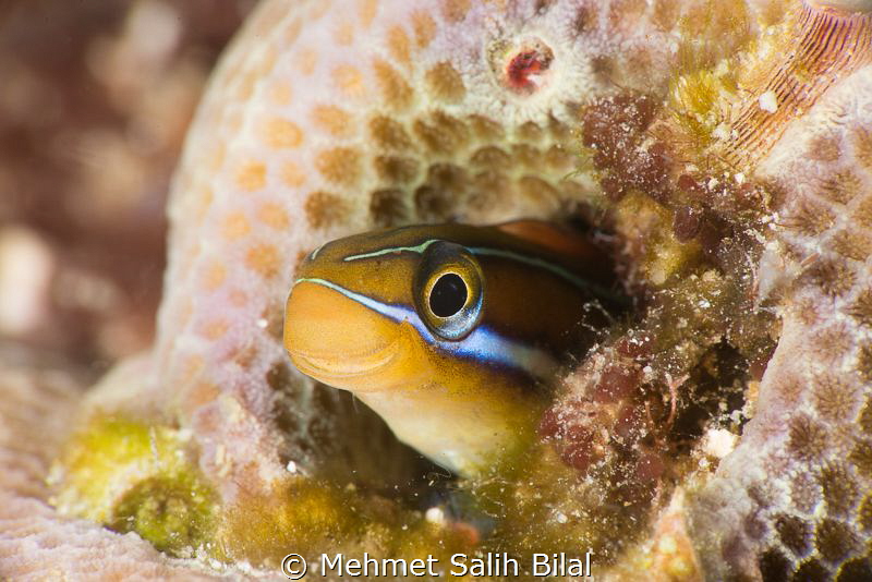 Smiley. by Mehmet Salih Bilal 