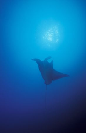 Going Up!! Manta taken at Sodwana Bay, South Africa. by Paul Hunter 