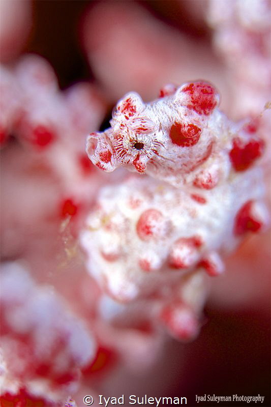 Pygmy Seahors from Mabul Island by Iyad Suleyman 