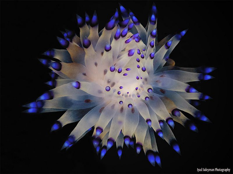 Janolus savinkini nudibranch by Iyad Suleyman 