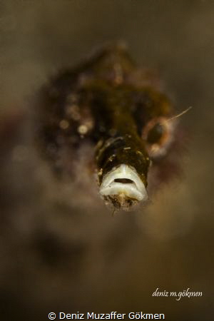 Yes I'm saying you !! by Deniz Muzaffer Gökmen 