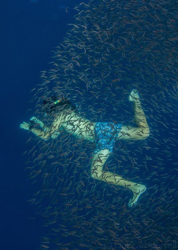 There was a large shoal of small red fish evading a whale... by Duncan Murrell 