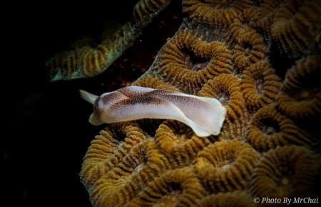 Sea slark
Chelidonura amoena
Tungku abdul rahman sulug ... by Mr Chai 