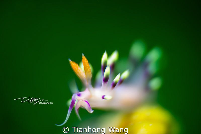 BLOSSOM by Tianhong Wang 
