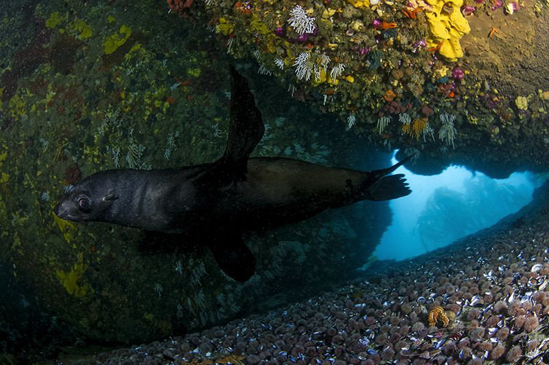 ~ Trust ~
Sharing a special moment with a Cape Fur Seal ... by Geo Cloete 