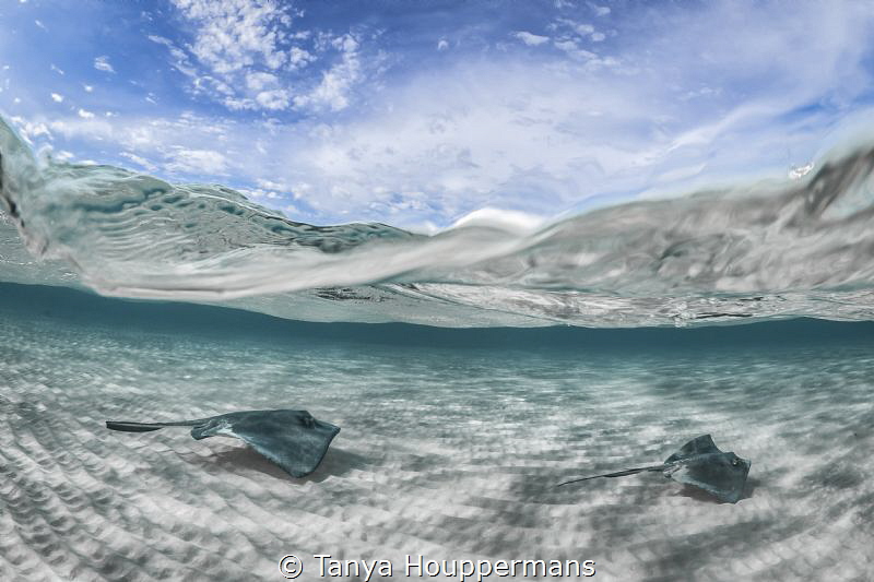'Just The Two Of Us' - Southern stingrays gliding over th... by Tanya Houppermans 