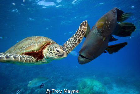Hi5 by Troy Mayne 