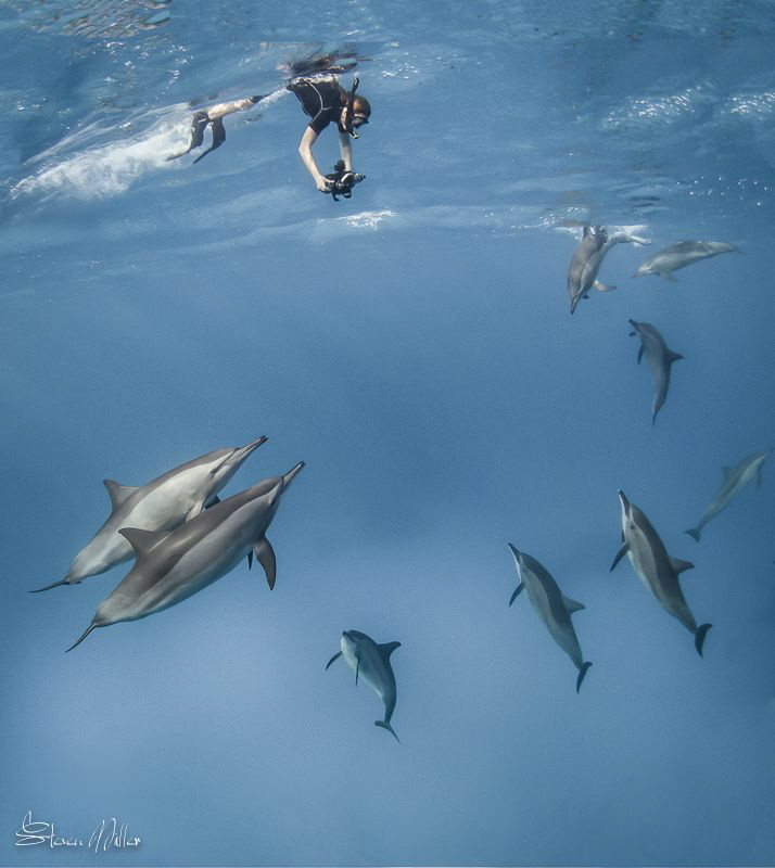 Surface Dive. 2 images taken seconds apart, and a composi... by Steven Miller 