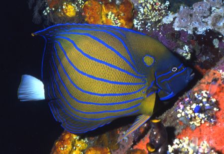 Seven Blue Ringes Angel Fish in Bali. by David Spiel 