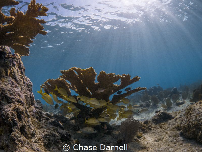 "Umbrella"
A school of grunts takes shelter under a heal... by Chase Darnell 