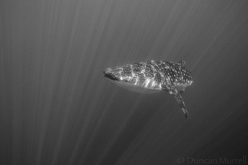 Whale sharks with their striking markings in the right li... by Duncan Murrell 