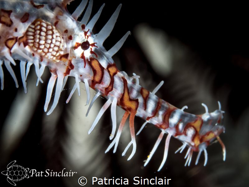 I spent a bit of time trying to get this "face" shot of t... by Patricia Sinclair 