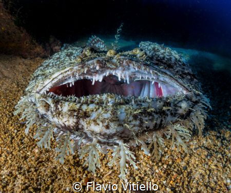 While diving at the Anna Bianca wreck, in Giannutry islan... by Flavio Vitiello 