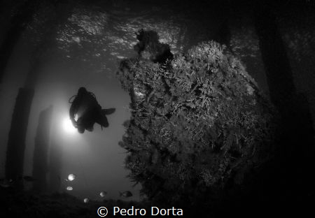 Wreck in Blue Heron Bridge by Pedro Dorta 