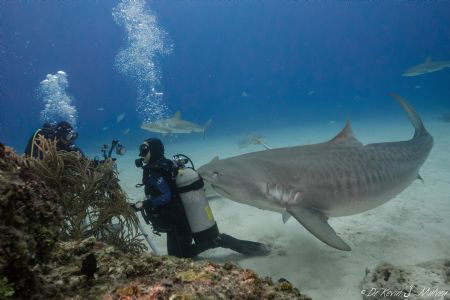 Sony a7Rll with 18mm Zeiss Batis lens in a Nauticam housi... by Kevin Mulvey 