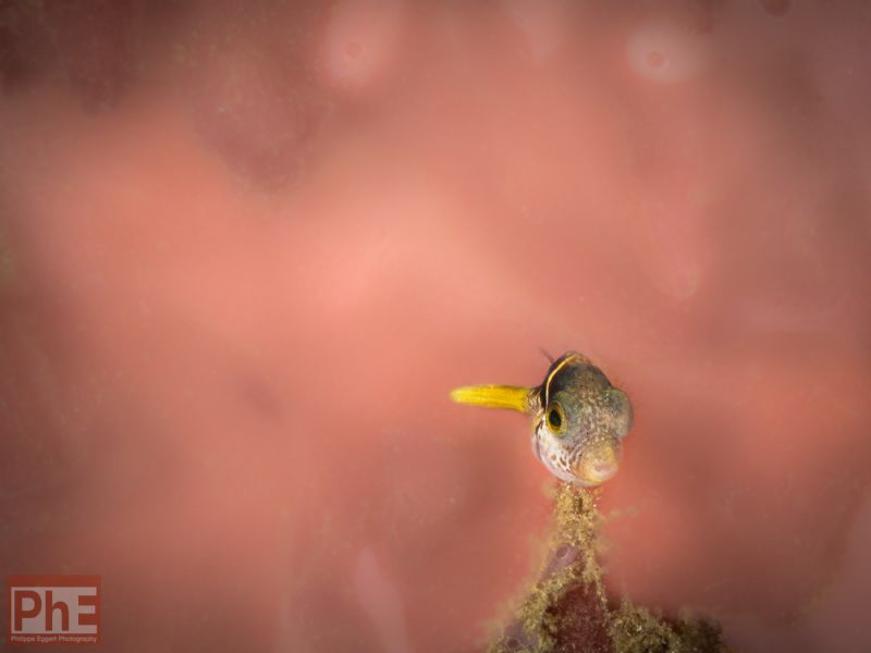 think pink baby by Philippe Eggert 