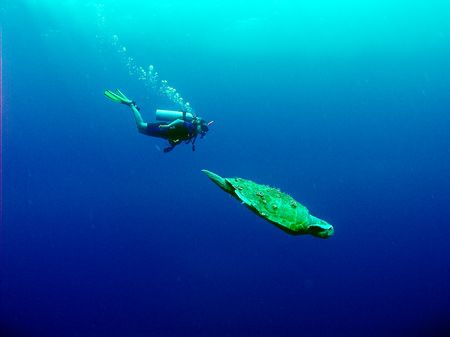 A loggerhead turtle and diver. Belize Barrier Reef by Martin Spragg 