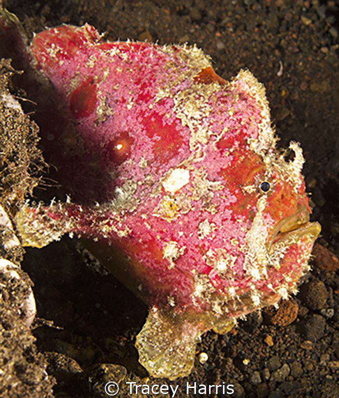 Frogfish portraiture :) by Tracey Harris 
