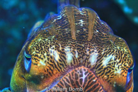 Accommodating cephalopod.   A friendly cuttlefish in Myan... by William Domb 