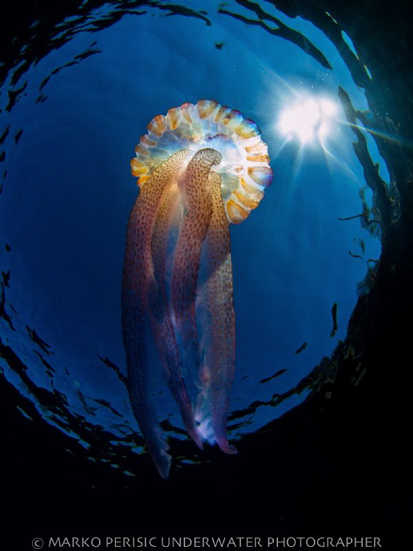 JOLLY JELLY by Marko Perisic 
