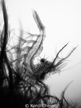 Shooting B&W super macro is not often done and I love doi... by Kenji Cheow 