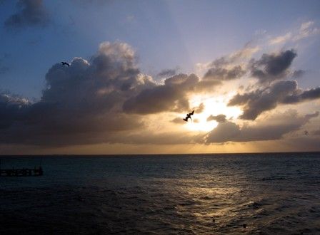 This was taken at Isla Mujeres. Every evening the pelican... by Bonnie Conley 