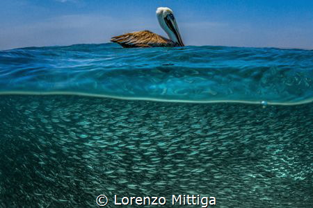 Overunder shot. A brown Caribbean Pelican is resting on i... by Lorenzo Mittiga 