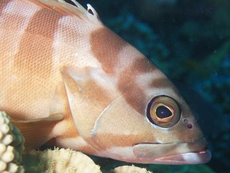 Grouper taken at the MFO Pipeline site in Nuweiba with an... by Nikki Van Veelen 