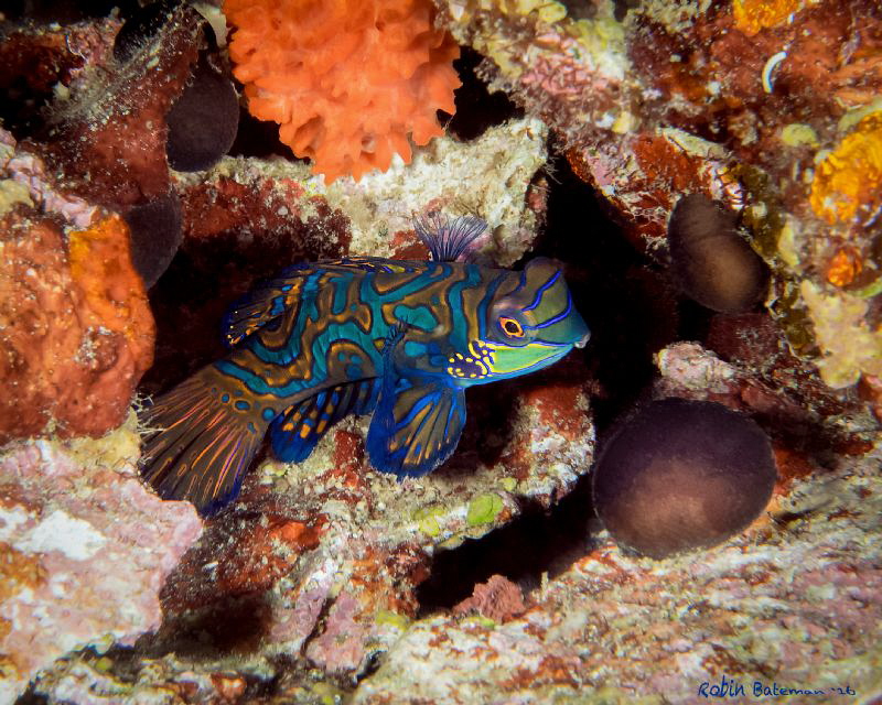 Mandarins - One of the most challenging experiences for m... by Robin Bateman 