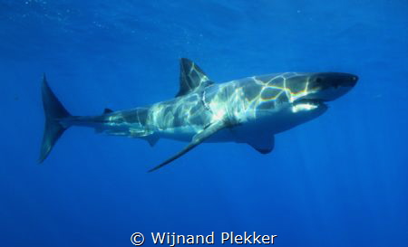 Great white by Wijnand Plekker 