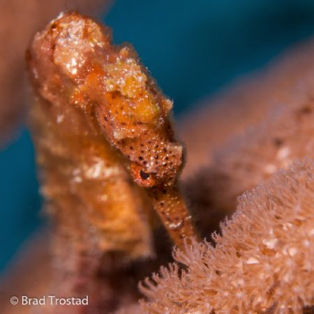 Seahorse up close in Cozumel. 
Canon 5D2, 100L macro, 1 ... by Brad Trostad 