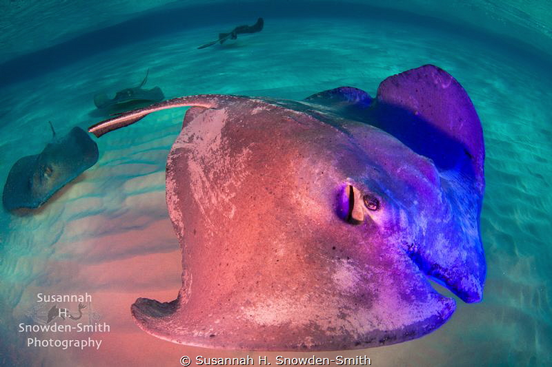 "Psychedelic Stingray!"
A stingray is made colorful with... by Susannah H. Snowden-Smith 