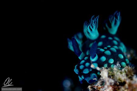 Nebrotha Cristata - A Nembrotha cristata, a kind of sea s... by Alessandro Cere 